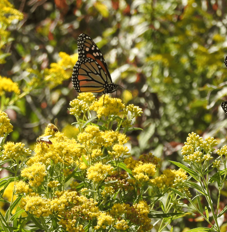 A monarch butterfly pollinates marigold flowers on a sunny day.